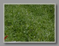 P1010329.JPG (57.3 KB)