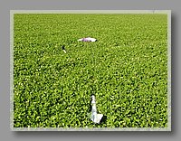 alrs4 136.jpg (172 KB)