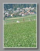 ALRS4_Rolli_109.JPG (136 KB)