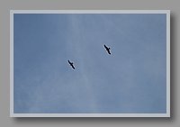 DSC_0236.JPG (21.3 KB)