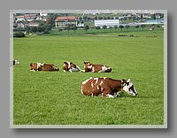 IMG_0296.JPG (89.5 KB)