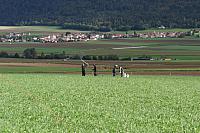 IMG 6284
