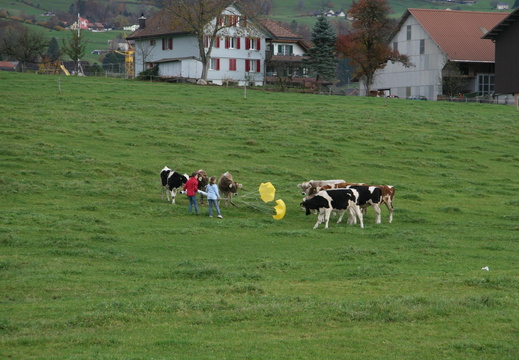 IMG 4543