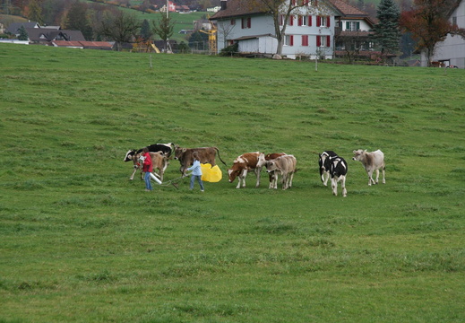 IMG 4547