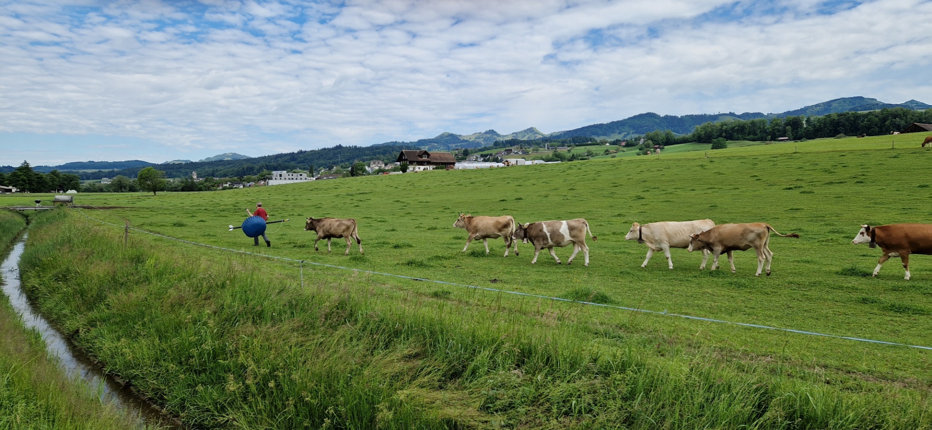 Cows