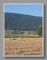 IMG_5081.JPG (98.6 KB)