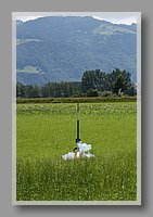 IMG_7365.jpg (71.7 KB)